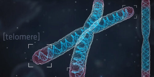 Telomeres