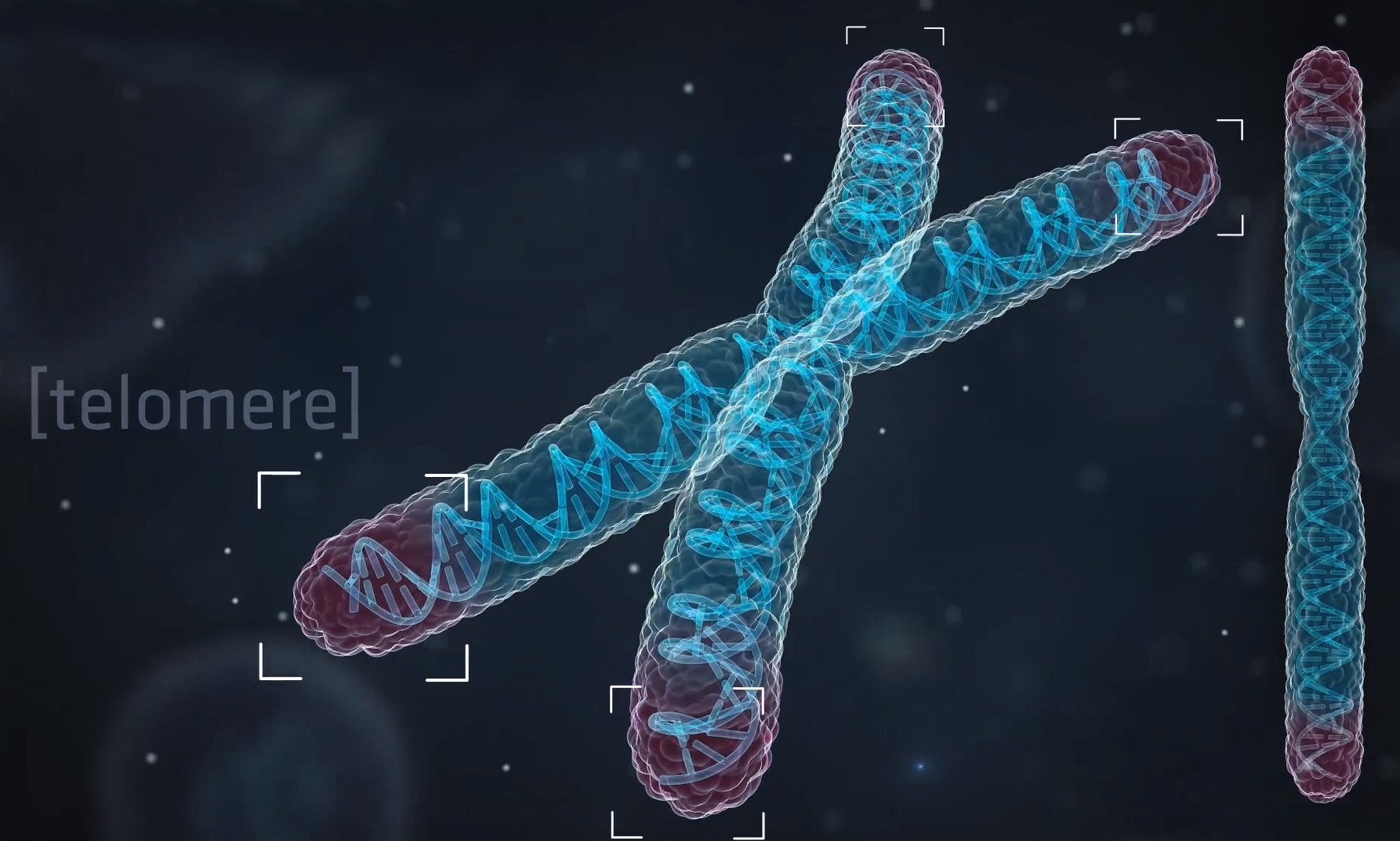 23 хромосомы у человека в клетках. Теломеры ДНК. Теломеры хромосом. Теломер-Теломираза. Хромосома с теломерами.