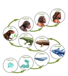 Bioloogiline evolutsioon